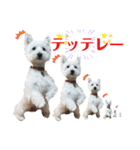 白犬ウエスティのスタンプです③（個別スタンプ：3）