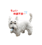 白犬ウエスティのスタンプです③（個別スタンプ：5）