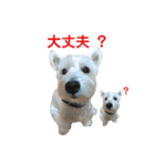 白犬ウエスティのスタンプです③（個別スタンプ：6）