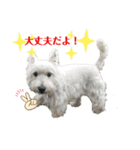 白犬ウエスティのスタンプです③（個別スタンプ：7）