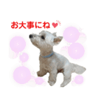 白犬ウエスティのスタンプです③（個別スタンプ：8）