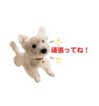 白犬ウエスティのスタンプです③（個別スタンプ：9）