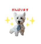 白犬ウエスティのスタンプです③（個別スタンプ：10）