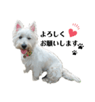 白犬ウエスティのスタンプです③（個別スタンプ：11）