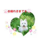 白犬ウエスティのスタンプです③（個別スタンプ：12）