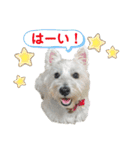 白犬ウエスティのスタンプです③（個別スタンプ：13）