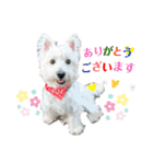 白犬ウエスティのスタンプです③（個別スタンプ：14）