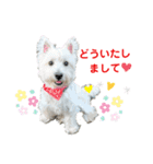 白犬ウエスティのスタンプです③（個別スタンプ：15）