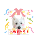 白犬ウエスティのスタンプです③（個別スタンプ：16）