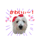 白犬ウエスティのスタンプです③（個別スタンプ：17）