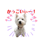 白犬ウエスティのスタンプです③（個別スタンプ：18）