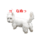 白犬ウエスティのスタンプです③（個別スタンプ：19）