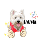 白犬ウエスティのスタンプです③（個別スタンプ：20）
