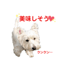 白犬ウエスティのスタンプです③（個別スタンプ：23）