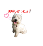 白犬ウエスティのスタンプです③（個別スタンプ：24）