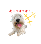 白犬ウエスティのスタンプです③（個別スタンプ：25）
