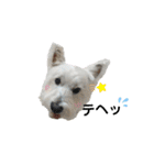 白犬ウエスティのスタンプです③（個別スタンプ：26）