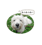 白犬ウエスティのスタンプです③（個別スタンプ：27）
