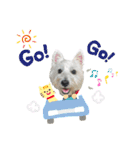白犬ウエスティのスタンプです③（個別スタンプ：30）