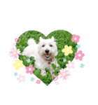 白犬ウエスティのスタンプです③（個別スタンプ：32）