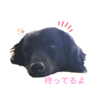ダックス とパンダ（個別スタンプ：2）