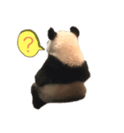 ダックス とパンダ（個別スタンプ：4）