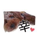 梅田のカルビさん（個別スタンプ：1）