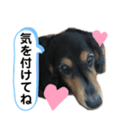 くぴちゃんスタンプ（個別スタンプ：25）