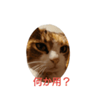 虫食いニャンだと⁉️（個別スタンプ：2）