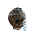 虫食いニャンだと⁉️（個別スタンプ：3）