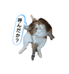 虫食いニャンだと⁉️（個別スタンプ：5）