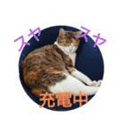 虫食いニャンだと⁉️（個別スタンプ：10）