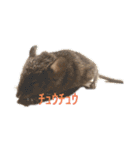 虫食いニャンだと⁉️（個別スタンプ：13）
