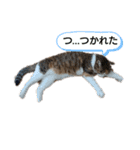 虫食いニャンだと⁉️（個別スタンプ：14）