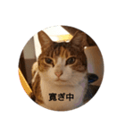 虫食いニャンだと⁉️（個別スタンプ：16）