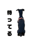 うちのバカ犬（個別スタンプ：5）