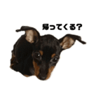 うちのバカ犬（個別スタンプ：9）