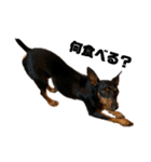 うちのバカ犬（個別スタンプ：11）