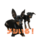うちのバカ犬（個別スタンプ：12）