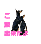 うちのバカ犬（個別スタンプ：13）