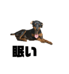 うちのバカ犬（個別スタンプ：16）