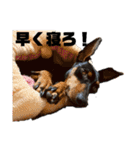 うちのバカ犬（個別スタンプ：17）