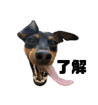 うちのバカ犬（個別スタンプ：21）
