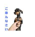 うちのバカ犬（個別スタンプ：33）