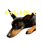 うちのバカ犬（個別スタンプ：36）