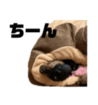 うちのバカ犬（個別スタンプ：37）