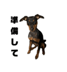 うちのバカ犬（個別スタンプ：39）