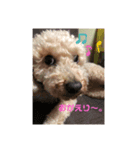 トイプーうめきち（個別スタンプ：5）