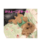 トイプーうめきち（個別スタンプ：8）