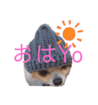 犬祭り 2020.02（個別スタンプ：2）